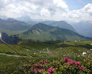bergbahn-diedamskopf-alpenrosen-panoramawanderweg-Falzerkopf-Widderstein