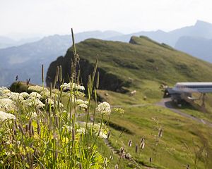 Bergbahnen-Diedamskopf-Alpenflora-Wildblumen-Sommer-Au-Schoppernau-Bregenzerwald