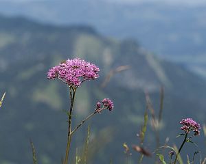 Bergbahnen-Diedamskopf-Alpenflora-Wildblumen-Sommer-Au-Schoppernau-Bregenzerwald