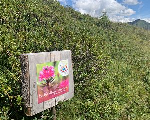 wanderweg 2022 aussichtspunkt ost bergbahnen diedamskopf(12)